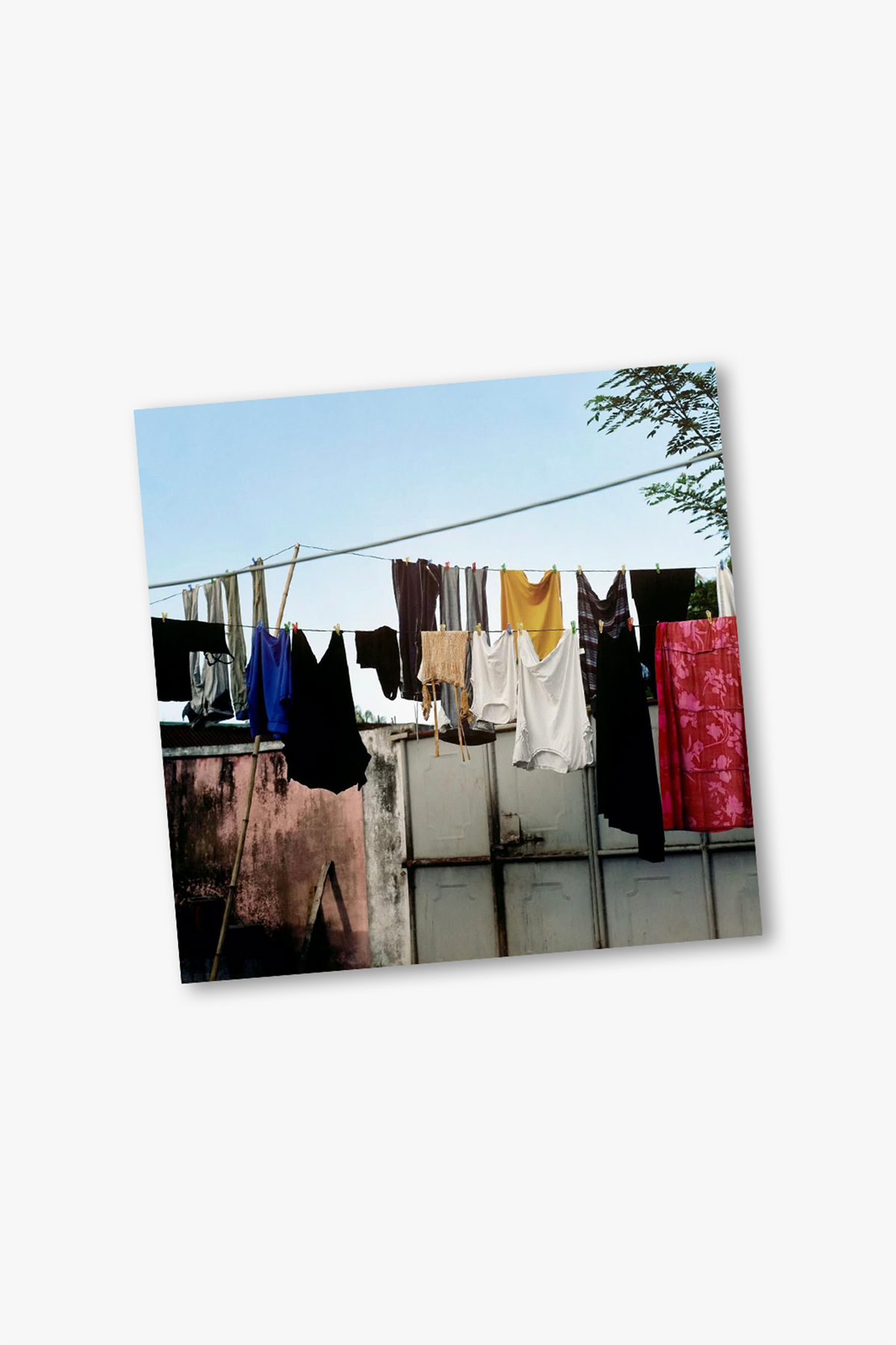 Where the Struggles Bloom Martin Josserand